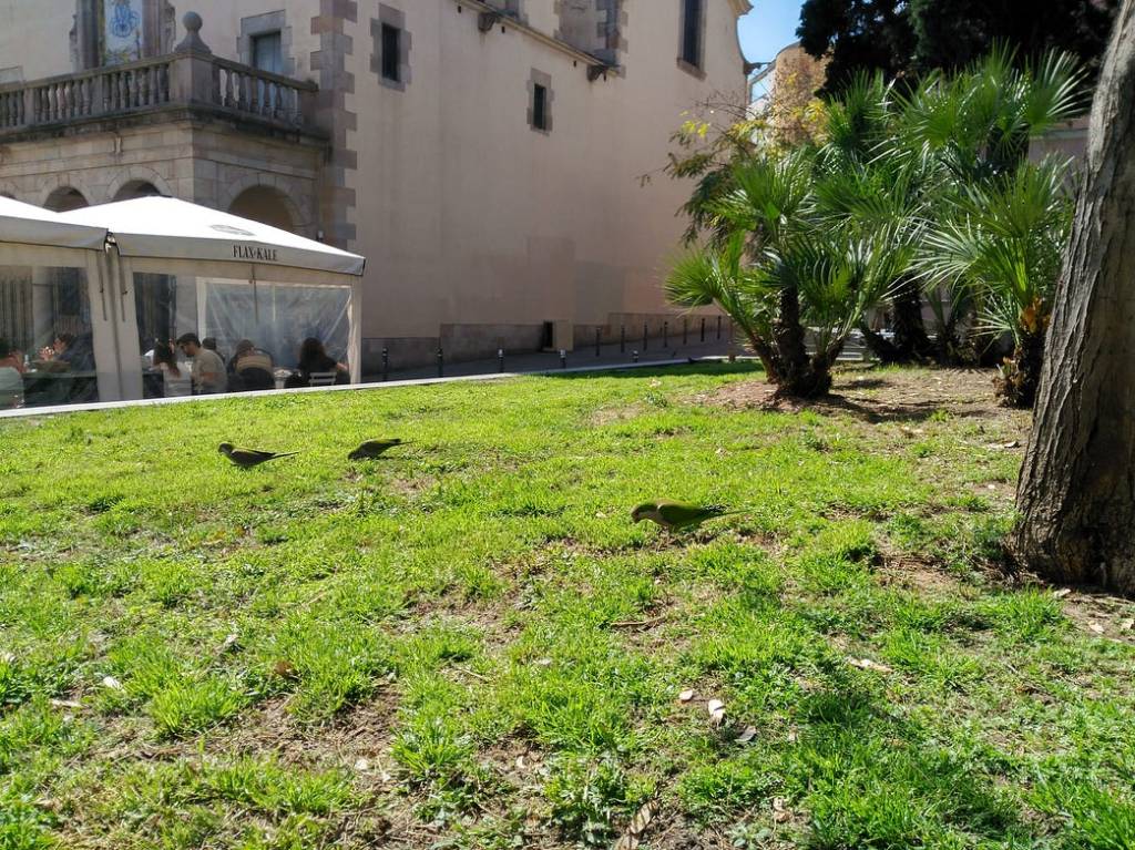 Monk parakeets pasturing in Barcelona.