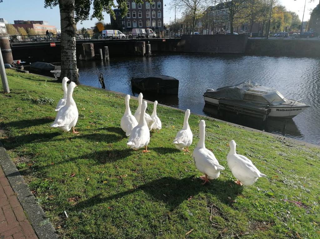 Geese roaming around the canals of Amsterdam.