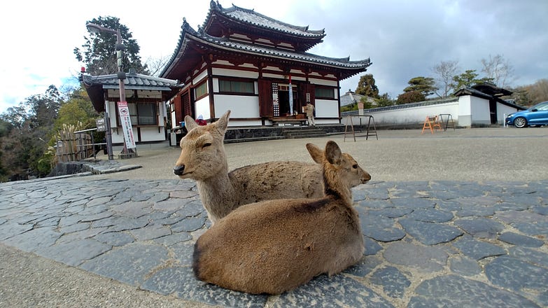 Sika deers in Nara park Japan.