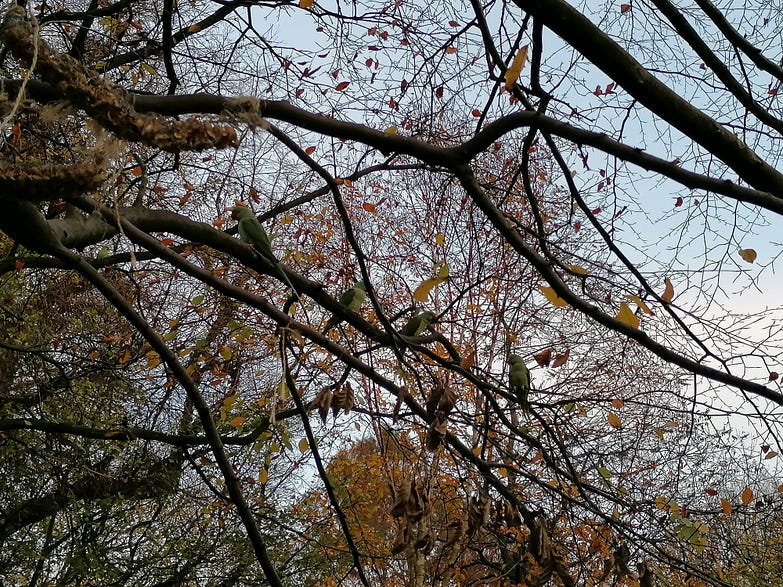 Rose-ringed parakeets in Oosterpark, Amsterdam.